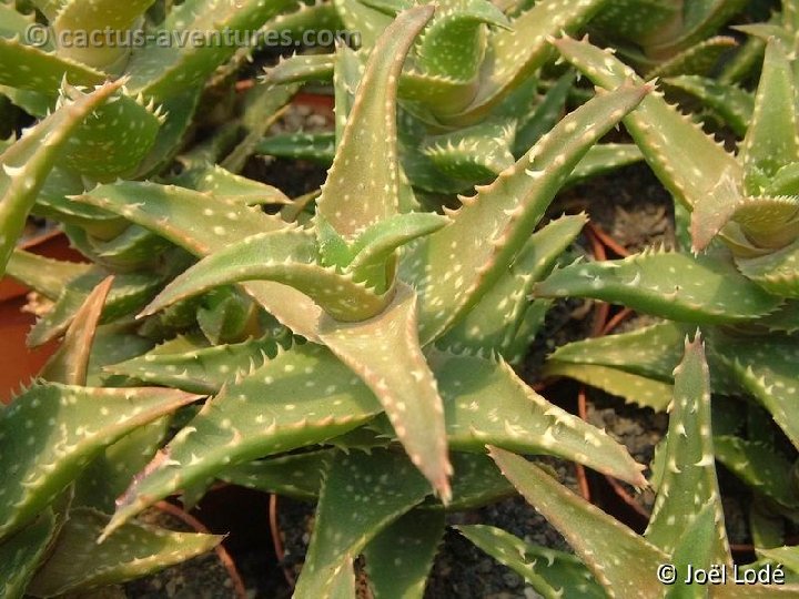 Aloe zanzibarica cf. ex concinna Dscf5984